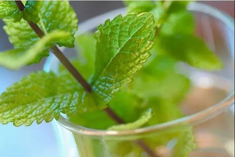 薄荷