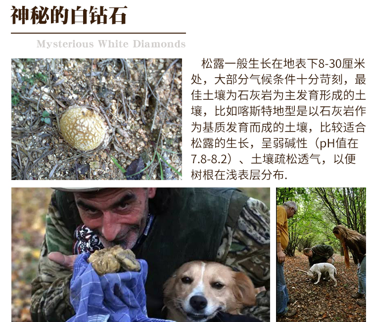白松露菌酱详情页_05